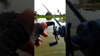 casting gabus #fishing #chastinggabus #mancing #castinggabusbesar