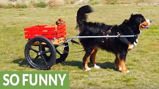 bernese pulling cart