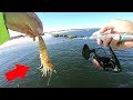 Live Shrimp for Crazy Rock Jetty Bite