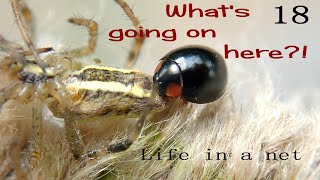 Ladybug (Exochomus nigromaculatus) eating a spider. Their common food is plum aphids.