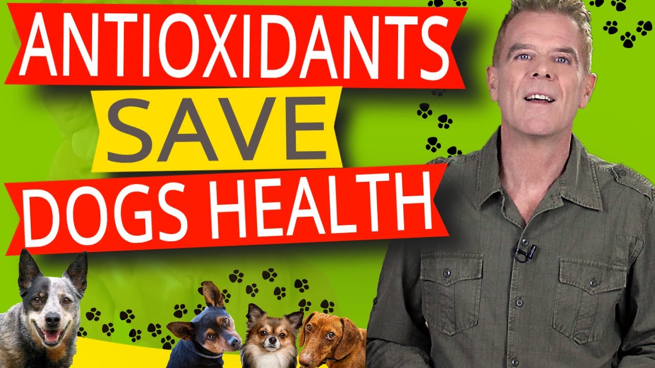 Antioxidant Treatment For Dogs at William Mendoza blog