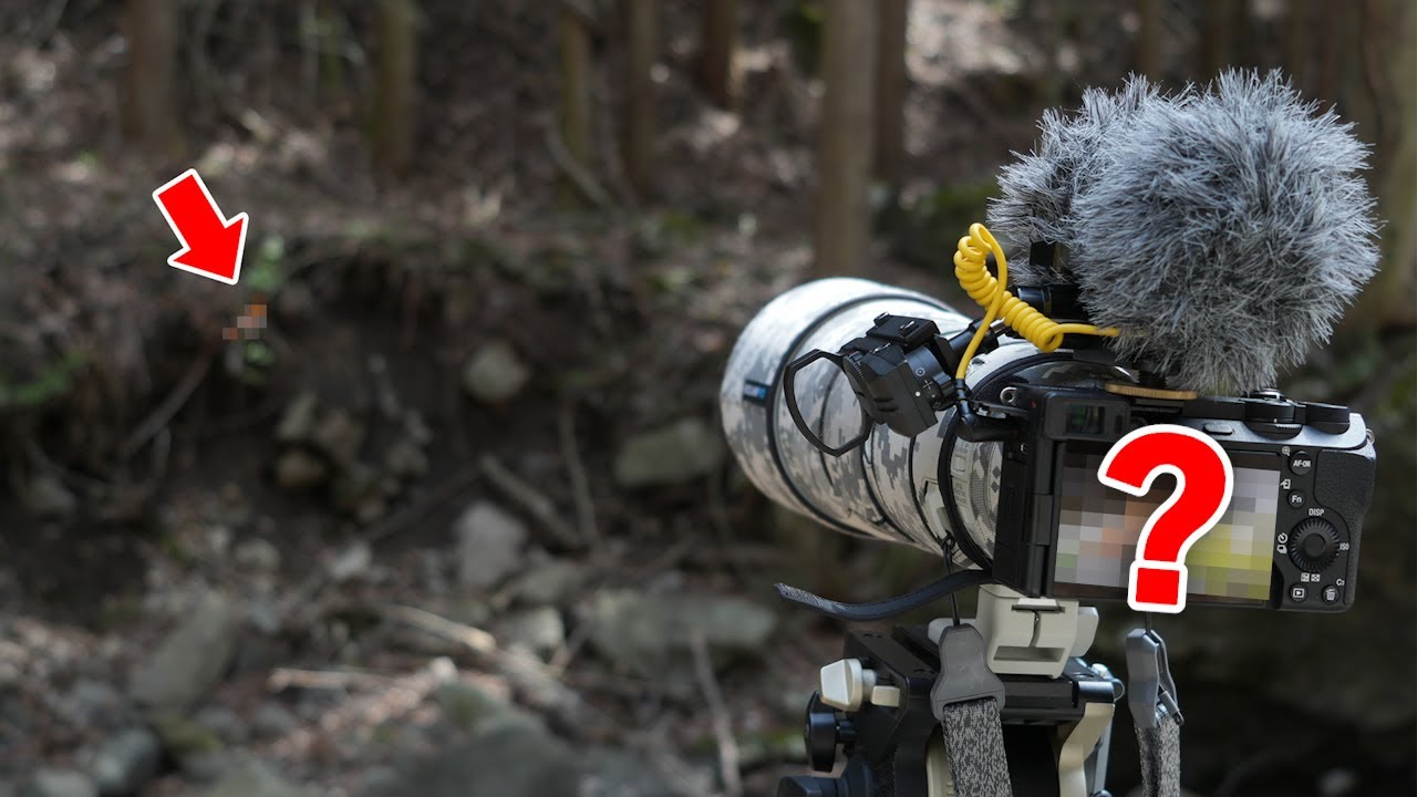 【運使い切った】そのへんの登山道で誰もが憧れる美しすぎる野鳥が...！？