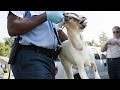 3 Animals That Got ARRESTED! | SERIOUSLY STRANGE #56