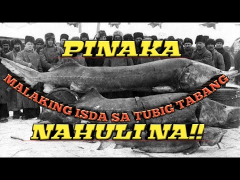 Video: Ano Ang Pinakamalaking Isda Sa Tubig-tabang