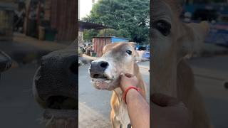 🐄 “हर हिंदू का कर्तव्य – गौ माता की रक्षा 🙏#GauMata #RespectAnimals #ViralShorts #Humanity 🫂