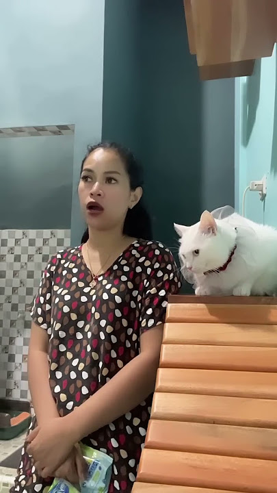 #shortsvideo#catlovers#shortsvideo