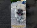 In this video you will be finding 3 crazy fact about dogs that you most likely haven't heard of