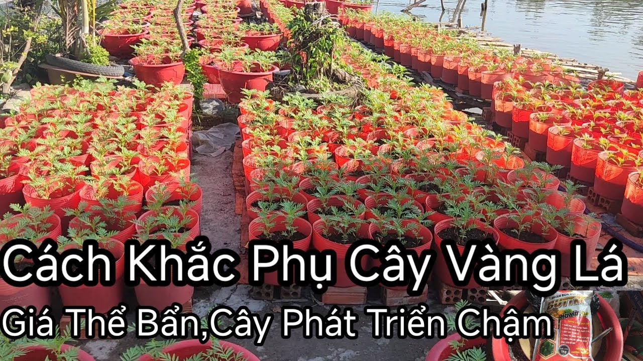 Khắc Phục Cây Vạn Thọ Bị Vàng Lá,Chậm Lớn ,Giá Thể Bẩn,Cây Phát Triển Kém