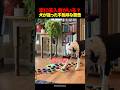 「ママ…侵入者…」 ある日、うちの犬が送った警告