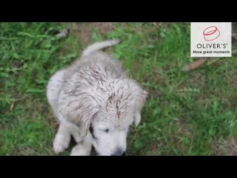 Video: Hjemløs Mand, Der Nægtede At Opgive Sin Hund, Får Hjælp Fra Redningsorganisationen