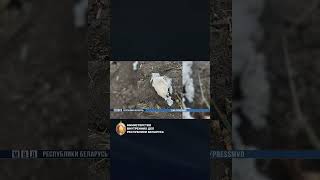 Перекрыт канал ввоза психотропов в Беларусь #shorts