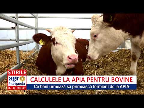 Calcule La Apia Pentru Ant Bovine Youtube