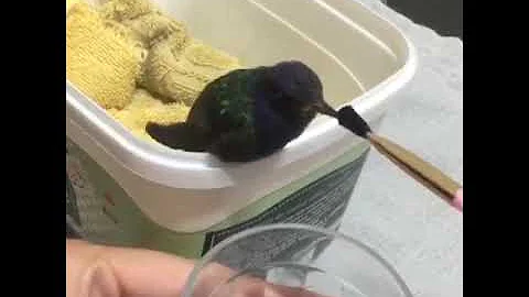 O que dar de comer para Beija-flor filhote?