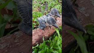 Download Lagu NEMUKAN ANAKAN BURUNG TENGKEK BIRU DI HUTAN.. jawapos MP3