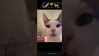 45 minutes of french cat