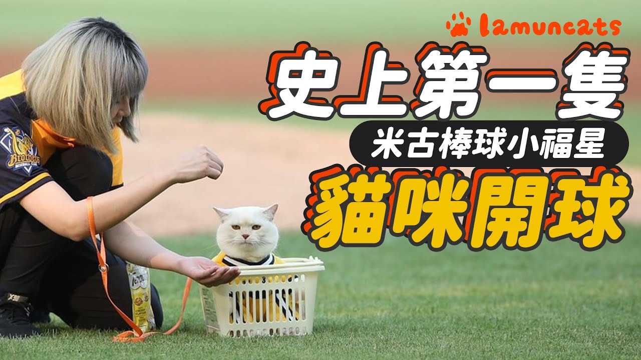 貓咪撒野中信兄弟棒球主場!挑戰萬人握手┃拉姆有幾噗 ♧ 縮圖