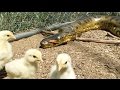 Anaconda Enters Chicken Coup to Feed, Catches 2 Birds at Same Time