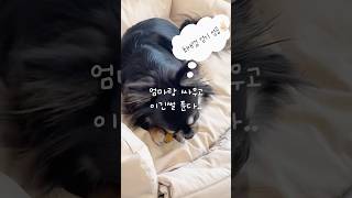 엄마랑 싸투고 이긴썰 푼다 .. #강아지간식 #강아지껌 #강아지덴탈껌 #강아지양치껌 #강아지치석제거 #강아지치석 #로렌츠 #로렌츠껌 #로렌츠못난이껌 #로렌츠못난이당근껌