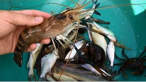 Đặt 12 cửa ngục chạy Tôm Càng Xanh