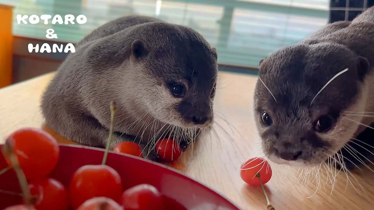 Otters Get Silly Playing with Cherries - YouTube