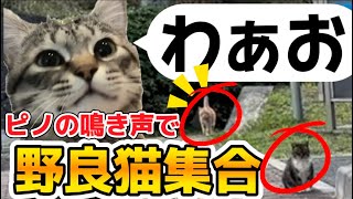 【元野良猫ピノの鳴き声で】野良猫集合‼#保護猫 #猫 #保護猫ピノ