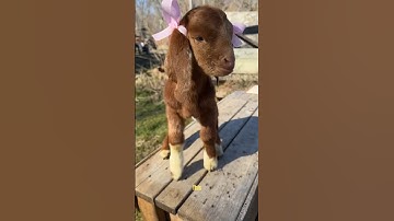 Why Pygmy Goats Are the Cutest Chaos You’ll Ever Own 🐐💖