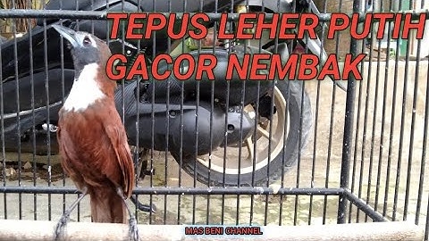 TEPUS LEHER PUTIH GACOR NEMBAK