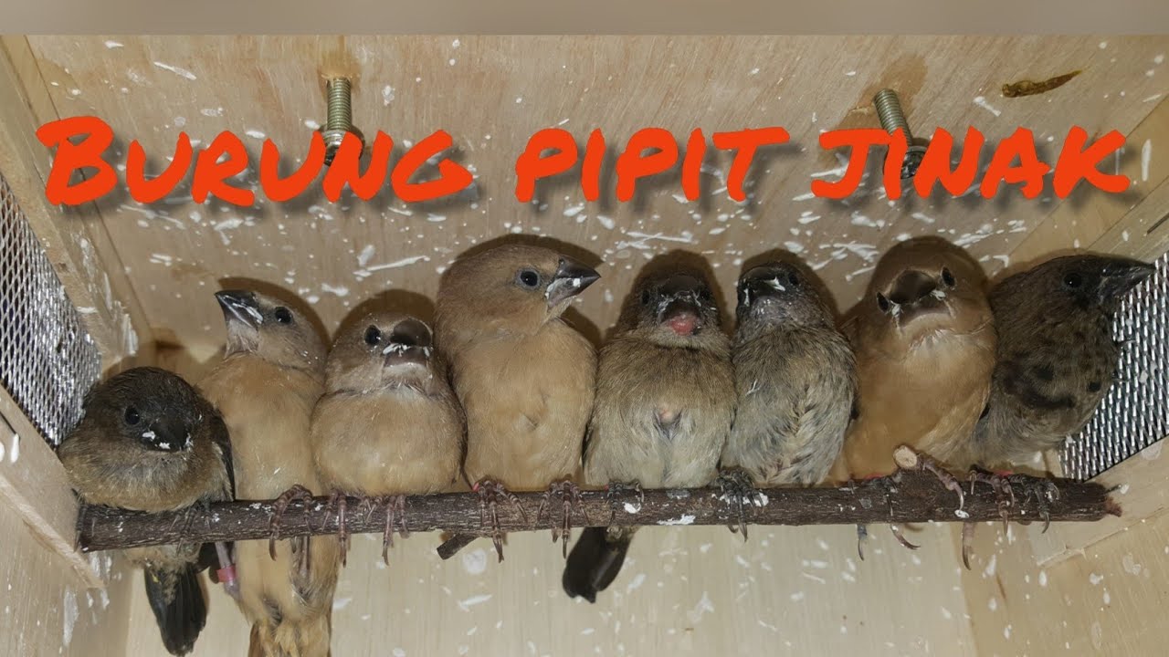 Burung Pipit Emprit Bondol Pala Haji Dan Peking Jawa Youtube
