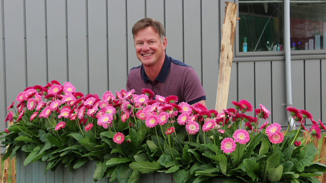 Roberta's 3Piece Sunny & Sweet Hardy Perennial Gerber Daisies on QVC