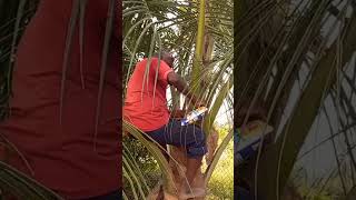 How to control Rhinoceros beetles in Coconut trees