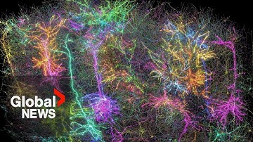 Scientists map part of a mouse