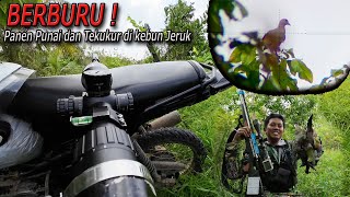 Panen merpati hijau dikebun jeruk....