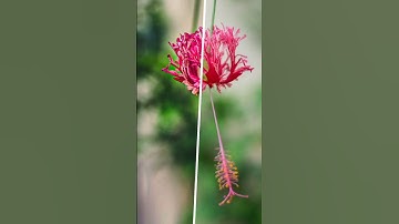 Mody flower lightroom colour grading/Kine master before after editing #lightroom #edit #viral#viral