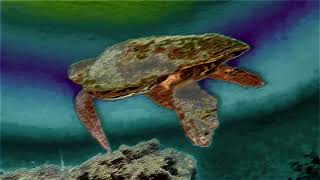 THE SEA TURTLE (from the album Dancing Alone)