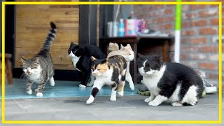 Stray cats in Korea live together in our yard. by 배은망덕고양이들 80,733 views 2 weeks ago 21 minutes