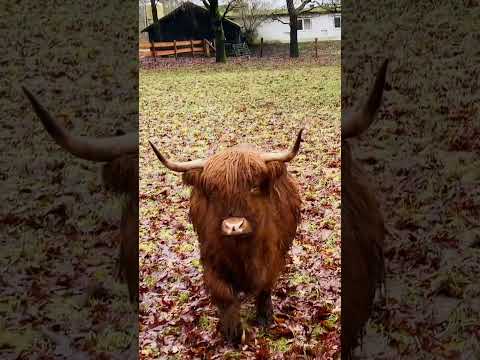 Ein ๐ Highland Cattle ๐ kommt interessiert auf mich zu ๐