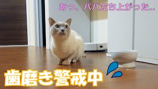 Daddy brushing cat teeth #105 by こて虎 猫life 417 views 1 year ago 2 minutes, 56 seconds