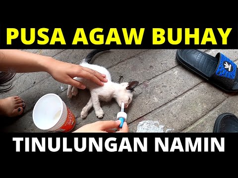 Video: Paano Pagalingin Ang Pusa