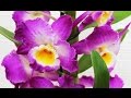 Пересаживаем орхидею Дендробиум Нобиле/Transplanted Dendrobium Nobile