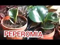 PEPEROMIA CUIDADOS REPRODUCCION ESQUEJE HOJA VERDE PLANTA SOMBRA SUSTRATO MACETA   hdhd76