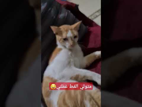 متولي القط اكسبلور Cat Cats قطط Catlover متولي القط