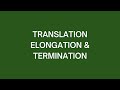 Translation Elongation &amp; Termination