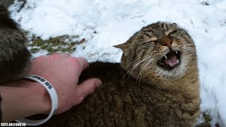 Purring Unstoppable Meowing Cat by Cats Around Us 3,762 views 1 year ago 5 minutes, 36 seconds