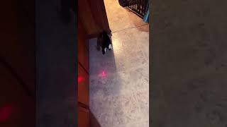Rose playing with mouse laser pointer