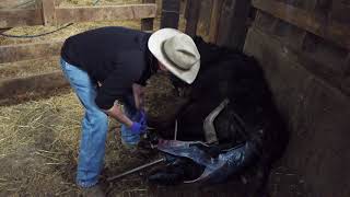 Pulling a calf