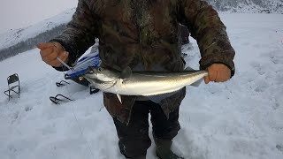 Рыбалка со льда в Баренцевом море зимой / Ice fishing in the Barents Sea