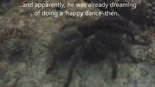 First Video Evidence Of REM-Sleep In A Tarantula