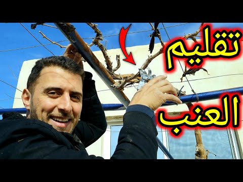 فيديو: قطع نباتات كرم البوق - كيف ومتى تقليم كرمات البوق