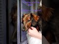 Relaxing Cat purring and petting ASMR feat. my dog [No talking, contains cute animals]