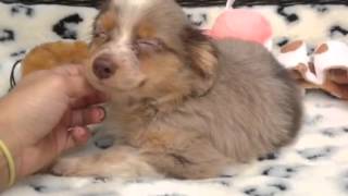 Stunning Red Merle Mini Australian Shepherd!